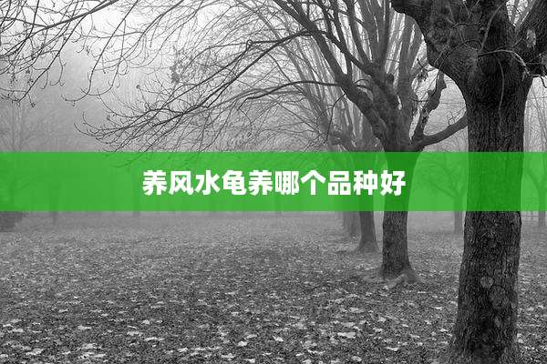 养风水龟养哪个品种好