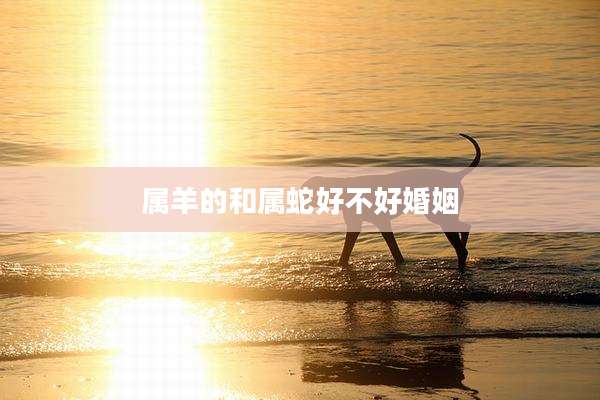 属羊的和属蛇好不好婚姻
