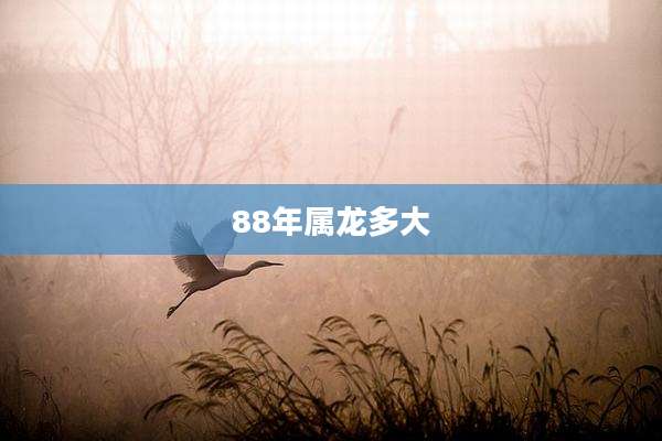 88年属龙多大