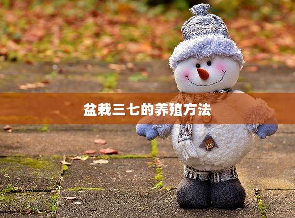盆栽三七的养殖方法