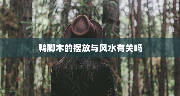 鸭脚木的摆放与风水有关吗