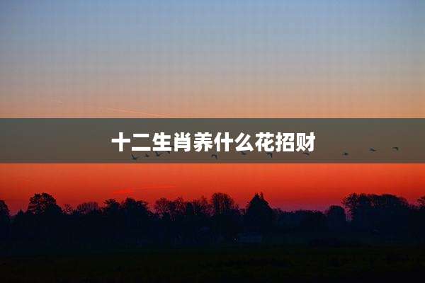 十二生肖养什么花招财