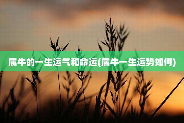 属牛的一生运气和命运(属牛一生运势如何)