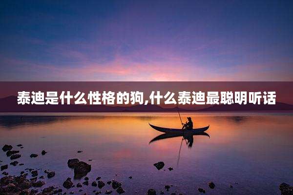 泰迪是什么性格的狗,什么泰迪最聪明听话