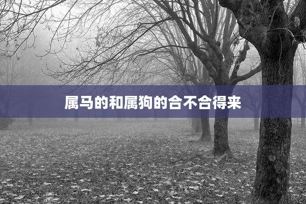 属马的和属狗的合不合得来