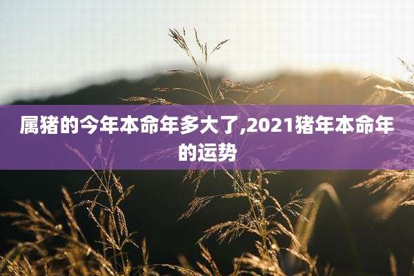 属猪的今年本命年多大了,2021猪年本命年的运势