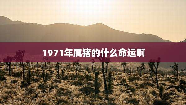 1971年属猪的什么命运啊