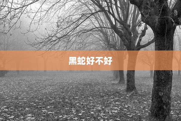 黑蛇好不好