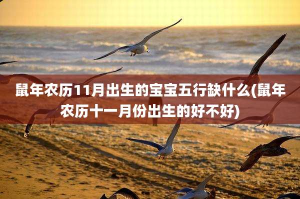 鼠年农历11月出生的宝宝五行缺什么(鼠年农历十一月份出生的好不好)
