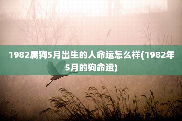 1982属狗5月出生的人命运怎么样(1982年5月的狗命运)