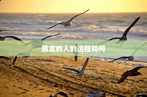 属龙的人的运程如何