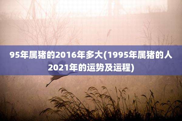 95年属猪的2016年多大(1995年属猪的人2021年的运势及运程)