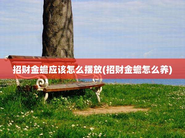 招财金蟾应该怎么摆放(招财金蟾怎么养)