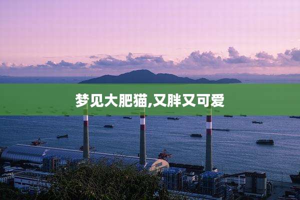 梦见大肥猫,又胖又可爱