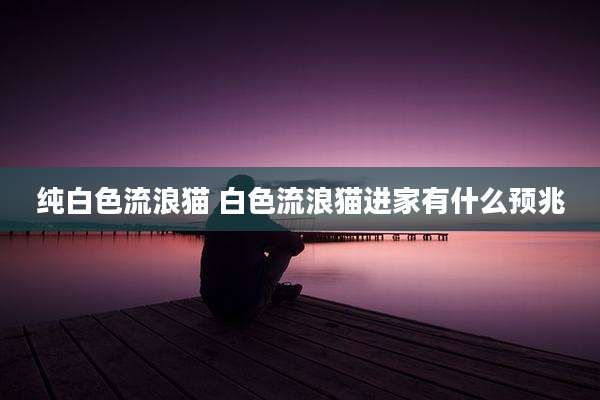 纯白色流浪猫 白色流浪猫进家有什么预兆
