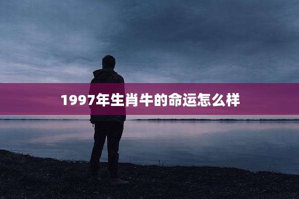 1997年生肖牛的命运怎么样