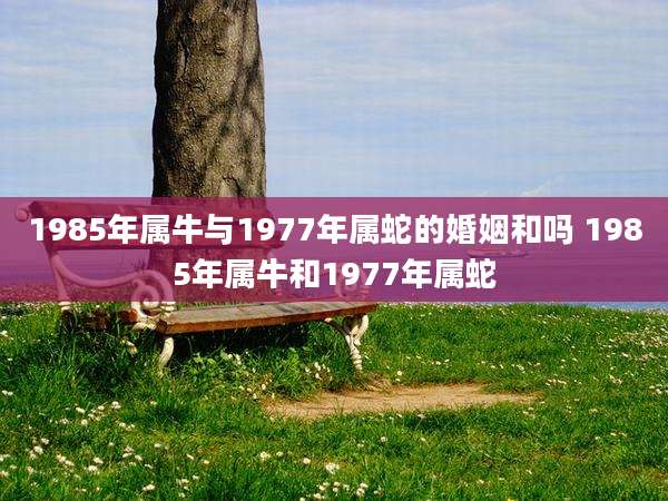 1985年属牛与1977年属蛇的婚姻和吗 1985年属牛和1977年属蛇