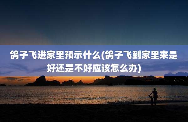 鸽子飞进家里预示什么(鸽子飞到家里来是好还是不好应该怎么办)