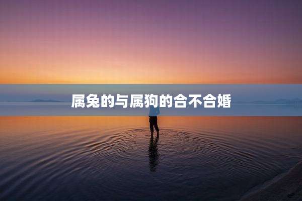 属兔的与属狗的合不合婚