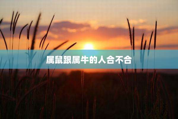 属鼠跟属牛的人合不合