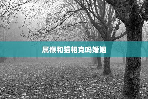 属猴和猫相克吗婚姻