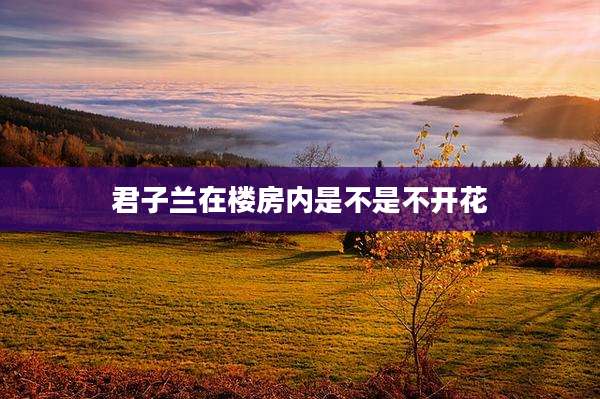 君子兰在楼房内是不是不开花