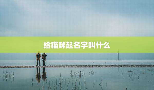 给猫咪起名字叫什么