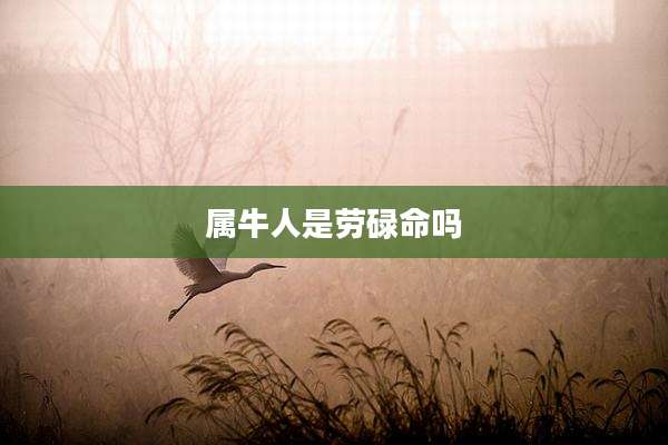 属牛人是劳碌命吗