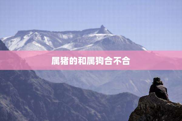 属猪的和属狗合不合