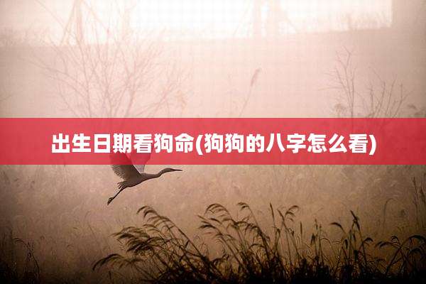 出生日期看狗命(狗狗的八字怎么看)