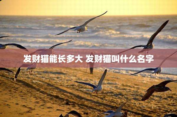 发财猫能长多大 发财猫叫什么名字