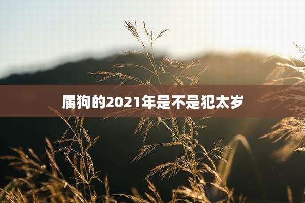 属狗的2021年是不是犯太岁