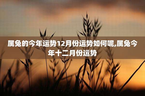 属兔的今年运势12月份运势如何呢,属兔今年十二月份运势