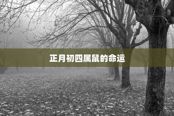 正月初四属鼠的命运