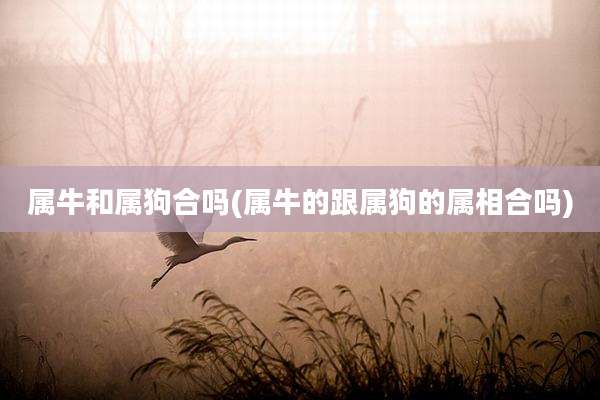 属牛和属狗合吗(属牛的跟属狗的属相合吗)