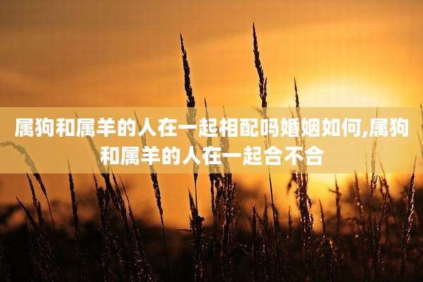 属狗和属羊的人在一起相配吗婚姻如何,属狗和属羊的人在一起合不合