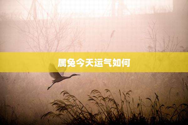 属兔今天运气如何