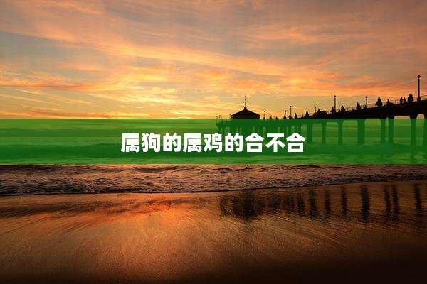 属狗的属鸡的合不合