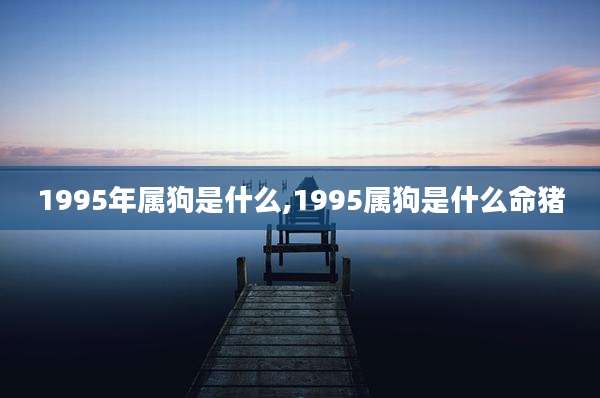 1995年属狗是什么,1995属狗是什么命猪