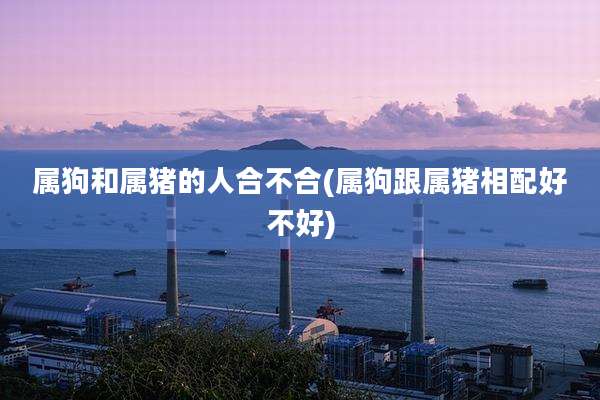 属狗和属猪的人合不合(属狗跟属猪相配好不好)