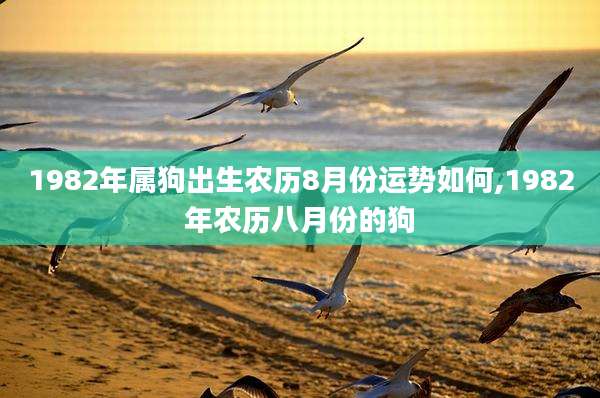 1982年属狗出生农历8月份运势如何,1982年农历八月份的狗