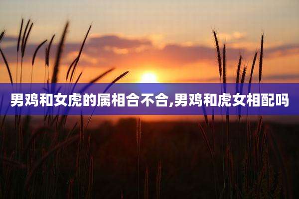 男鸡和女虎的属相合不合,男鸡和虎女相配吗