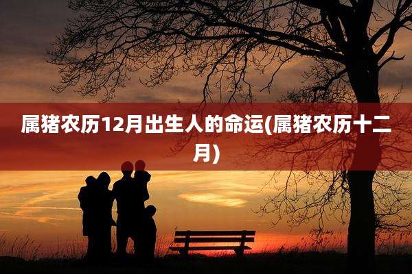 属猪农历12月出生人的命运(属猪农历十二月)