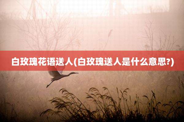 白玫瑰花语送人(白玫瑰送人是什么意思?)