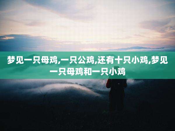 梦见一只母鸡,一只公鸡,还有十只小鸡,梦见一只母鸡和一只小鸡