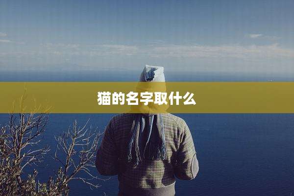 猫的名字取什么