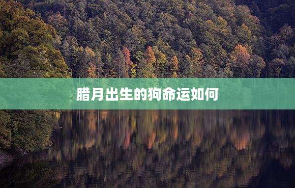 腊月出生的狗命运如何