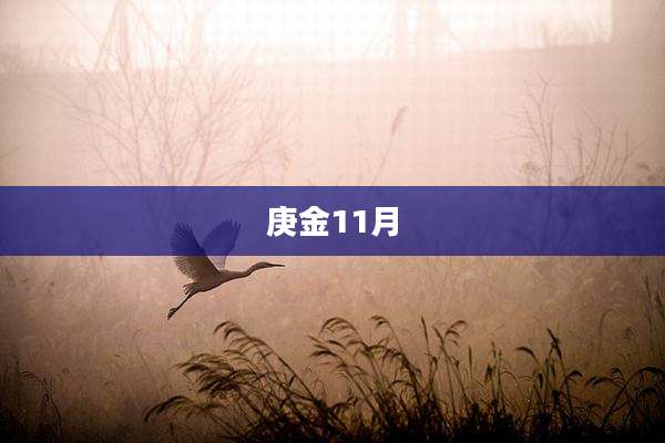 庚金11月