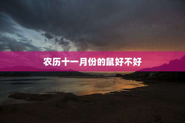 农历十一月份的鼠好不好