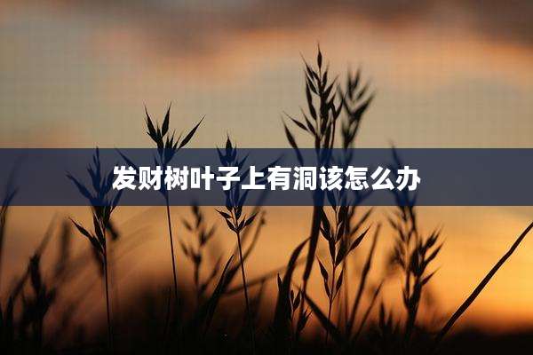 发财树叶子上有洞该怎么办